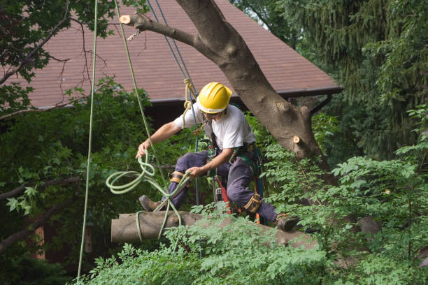 Trusted Ville Platte, LA Tree Services Experts